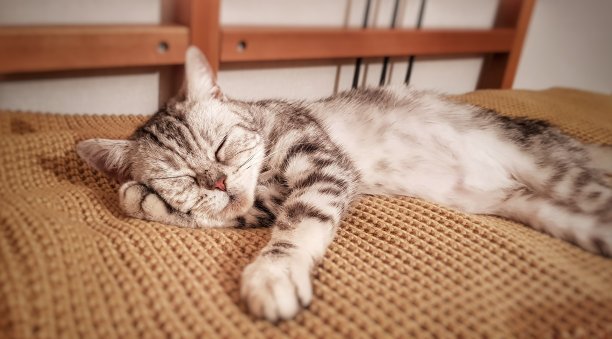 当你找到一个家…图片下载