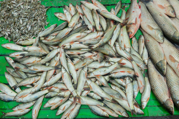 出售的鱼，加尔各答，西孟加拉邦，印度图片下载