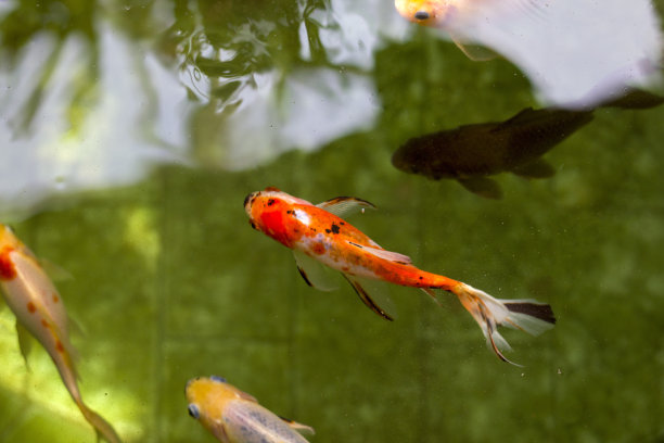 日本花园池塘或池塘中游动着红色和黑色的鱼。图片下载