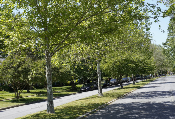 树的街道图片下载