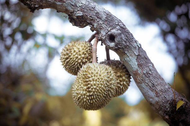 树上生长的水果特写镜头图片下载
