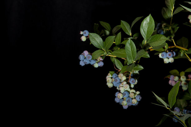 蓝莓枝与部分成熟的蓝莓在黑色背景下图片下载