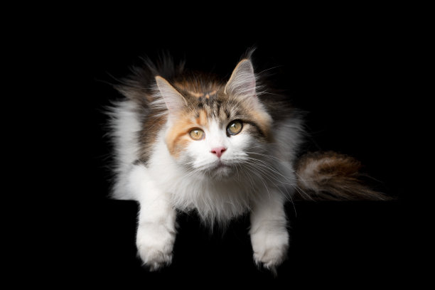 缅因库恩猫图片下载