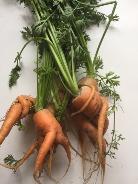 胡萝卜图片下载