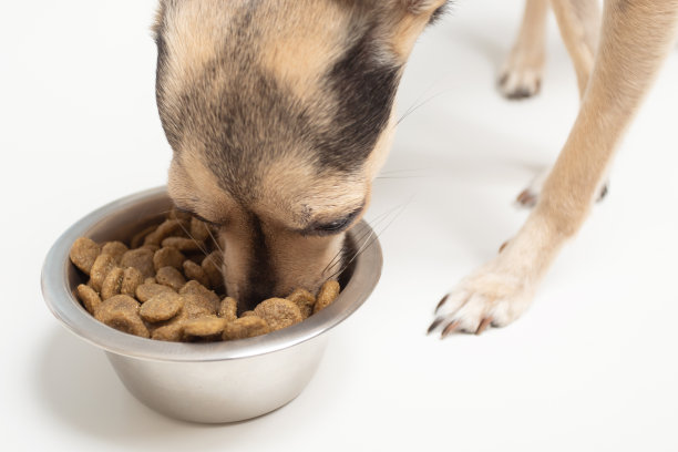 狗吃碗里的饲料，享受美味的食物图片下载