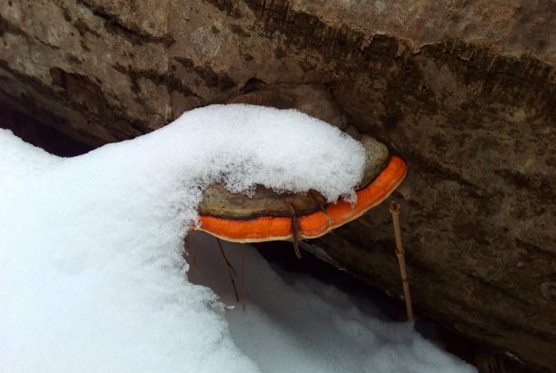 木头上的蘑菇。白雪图片下载