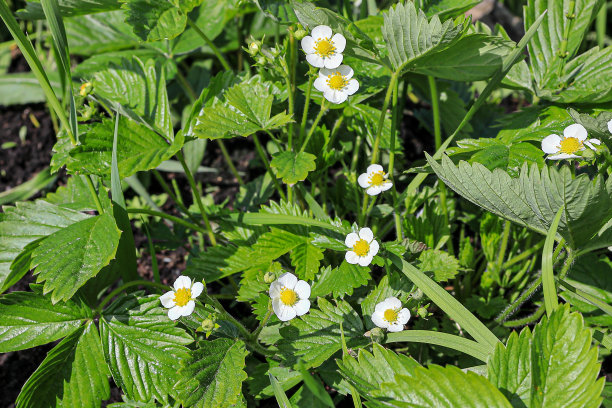 花园里盛开着白色的残余草莓花图片下载