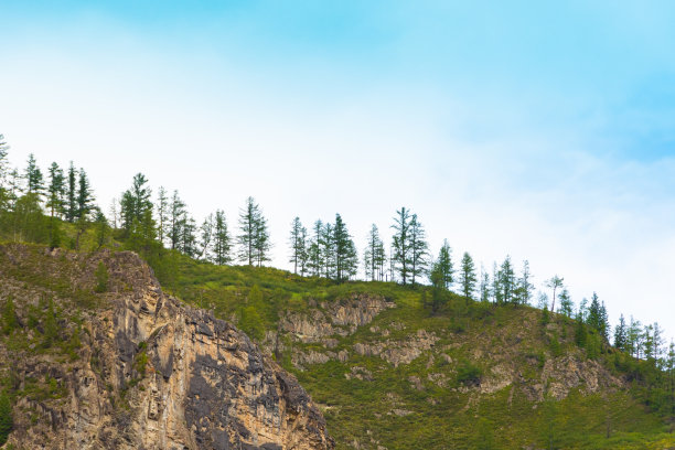 山边的云杉森林图片下载