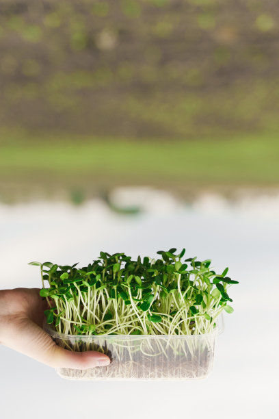 手里拿着葵花籽。创意的颠倒照片。健康素食绿色微绿色广告的想法。素食外卖服务。图片下载