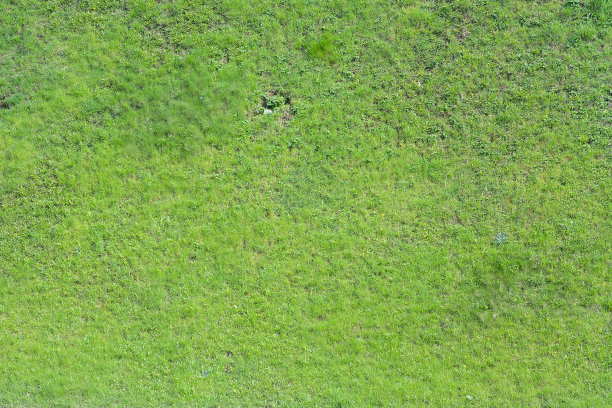 春天的背景是绿草和罕见的黄花。图片下载