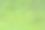 春天的背景是绿草和罕见的黄花。图片下载