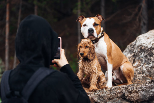 游泳后，主人拍了一张美国斯塔福德郡犬和可卡犬的照片图片下载