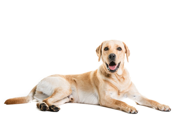 看向别处的全长拉布拉多寻回犬图片下载