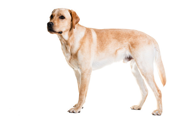 看向别处的全长拉布拉多寻回犬图片下载