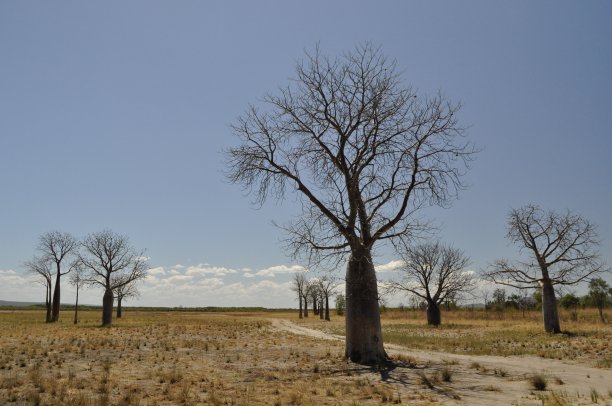 的酒瓶树图片下载