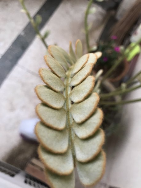 苏铁科植物pumila叶图片下载