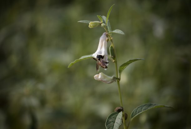 蜜蜂从芝麻花上采蜜图片下载