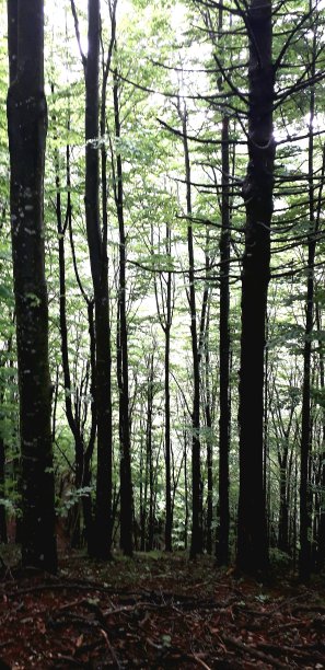 在意大利莱西尼亚令人眼花缭乱的绿意中，去迷人的森林旅行图片下载