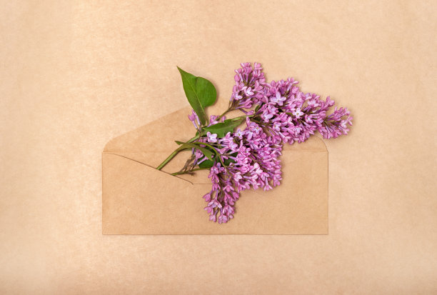紫丁香花装在棕色牛皮纸信封里图片下载