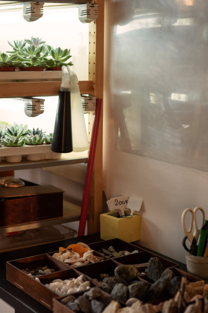 摆满植物和石头的架子图片下载