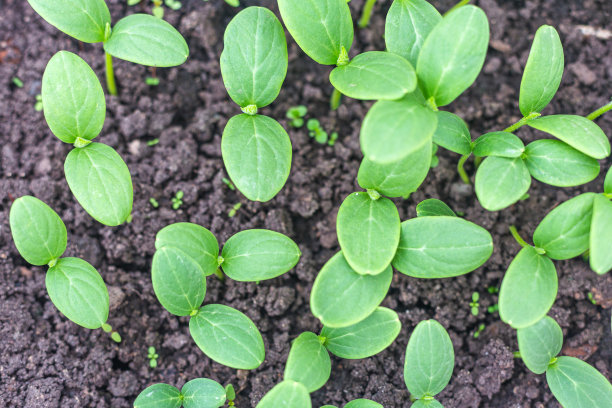 幼苗新鲜，黄瓜种植，俯视图。在温室里种黄瓜。黄瓜幼苗的芽。新作物。图片下载