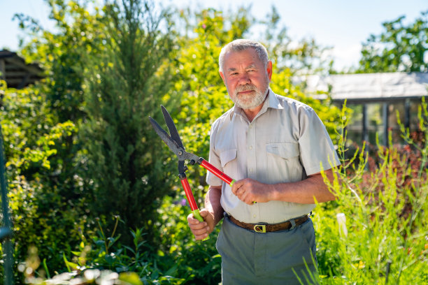 一位拿着剪灌木的剪刀的老人正在剪黄杨木图片下载