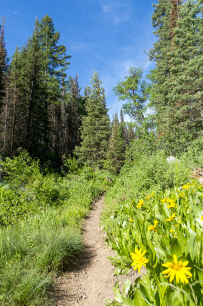 在盛夏野花盛开的大山附近的摩门教先驱者小径图片下载