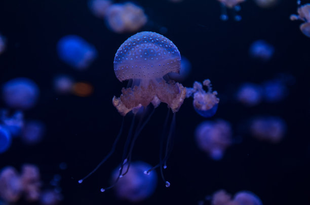 小水母图片下载