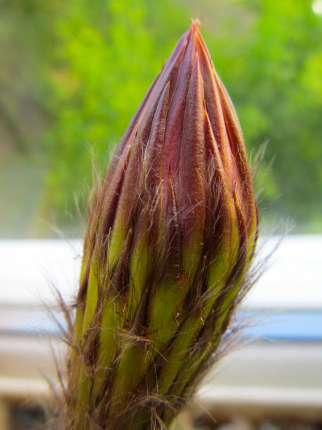未开放的花蕾的仙人掌花准备开花特写。图片下载