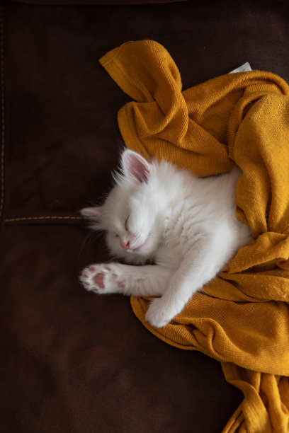 快乐的睡觉的白色可爱的小猫，盖着毛茸茸的毯子图片下载