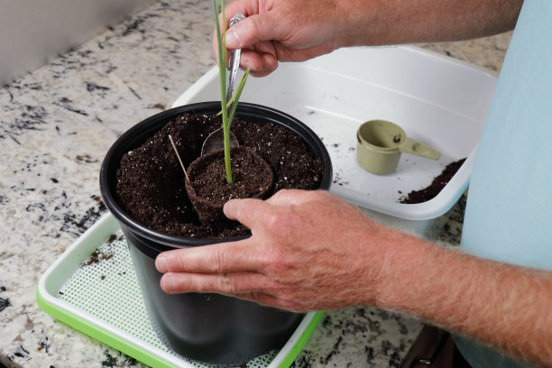 一个人把一株小大蒜植物放进一个超大的容器里图片下载