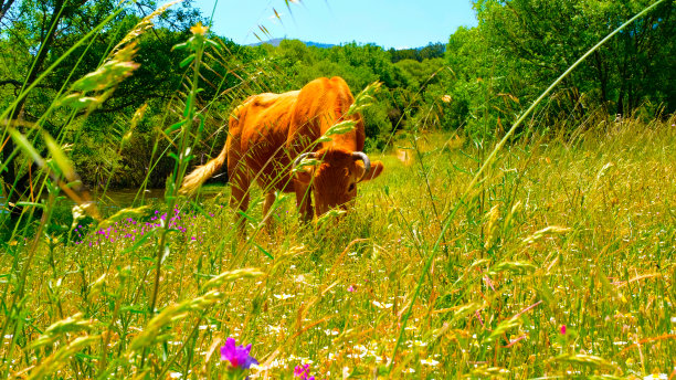 牛动物在草地上吃草与山的背景图片下载