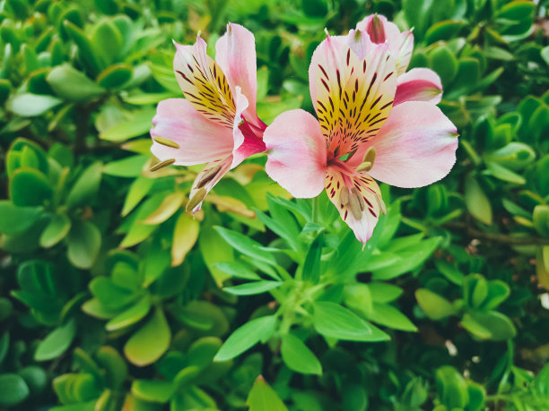 粉红色的花生长在公园里。图片下载