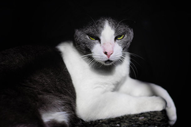 有一双美丽的绿眼睛的猫图片下载