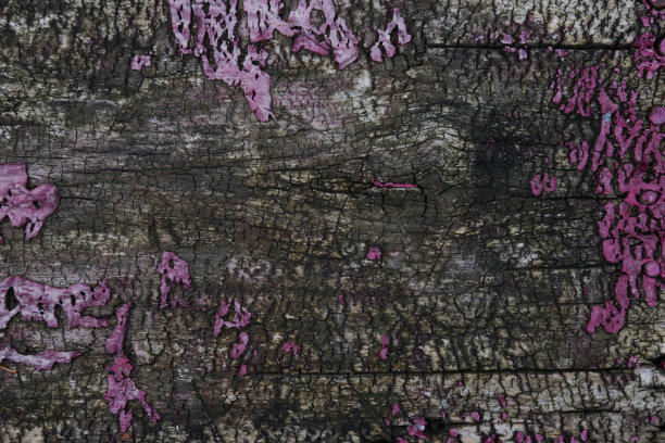 老木的背景图片下载