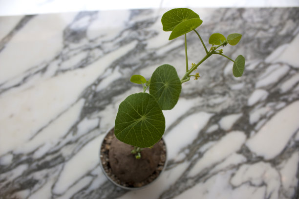 室内植物照片素材图片