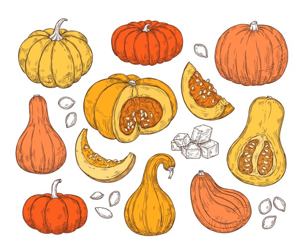 彩色素描与南瓜。矢量孤立的插图在复古风格。图片下载