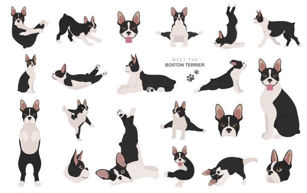 波士顿梗剪纸艺术。狗的健康轮廓和瑜伽姿势设置。图片下载