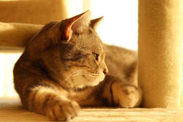 一只被阳光照射的猫的侧面轮廓。图片下载