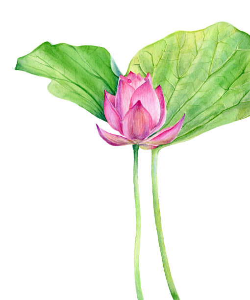 一套水彩植物插画荷花粉红色。为设计元素素材图片