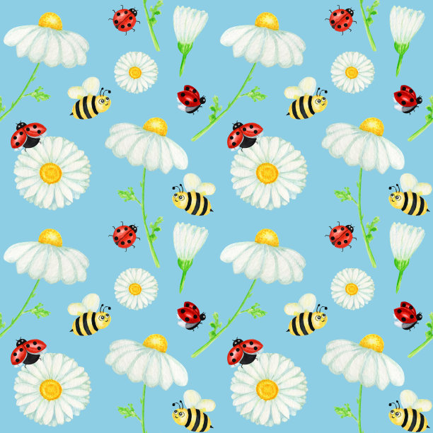 水彩雏菊洋甘菊花无缝图案与蝇瓢虫，蜜蜂插图。手绘草本植物在蓝色背景。白色的花，芽，茎，草。野生植物园开花图片下载