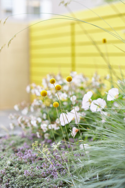 现代城市花园的各种照片，详细的花和花园家具的图片图片下载