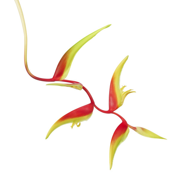 向日葵花，热带花孤立在白色背景上，有修剪路径图片下载