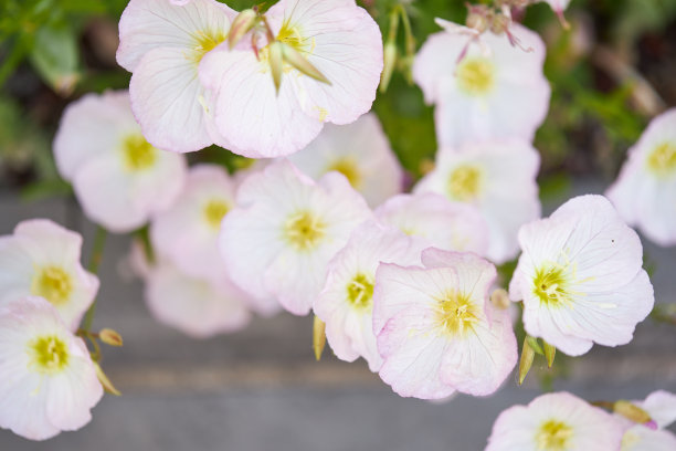 现代城市花园的各种照片，详细的花和花园家具的图片图片下载