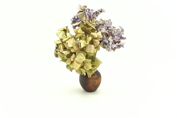 干绣球花盆栽孤立图片下载