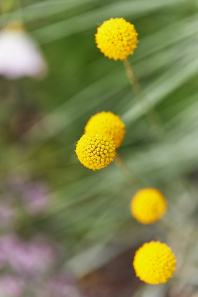 现代城市花园的各种照片，详细的花和花园家具的图片图片下载