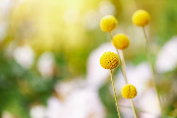 现代城市花园的各种照片，详细的花和花园家具的图片图片下载