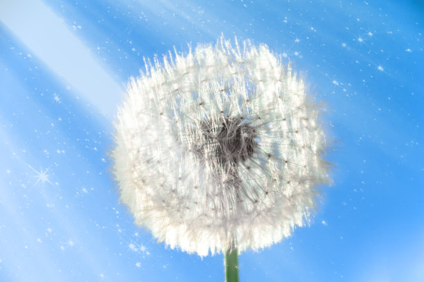 蒲公英的花与种子在一个阳光明媚的日子对深蓝色的天空与阳光图片下载