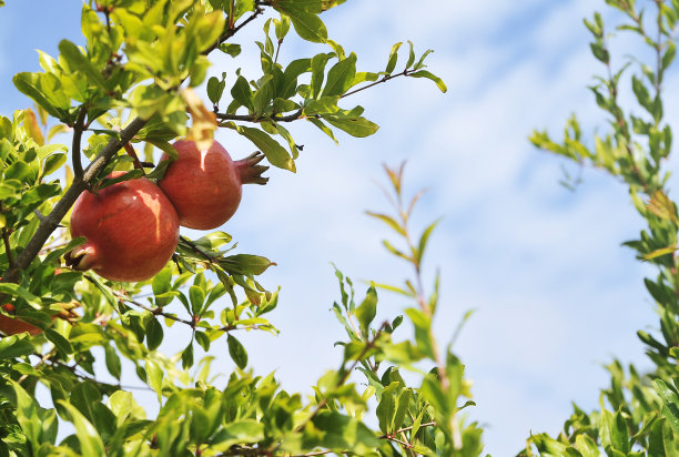 树上的新鲜石榴。图片下载