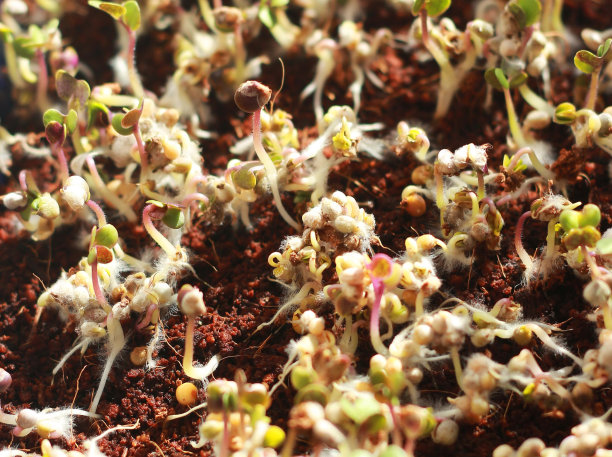 新鲜的芽和幼叶俯视图。别致的微型绿色品种图片下载